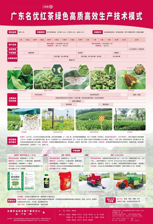 茶葉綠色高質高效生產模式 圖文并茂，一學就會